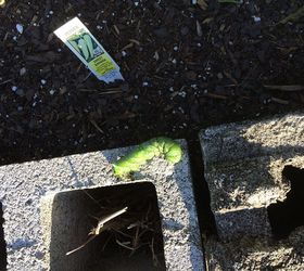 gardening worm identifying eating plants, gardening, pest control