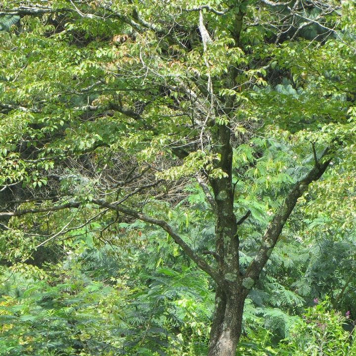 gardening dogwood tree lichens, gardening