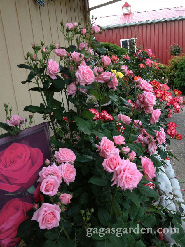 garden tips rose designing, flowers, gardening, Floribunda Rose Garden