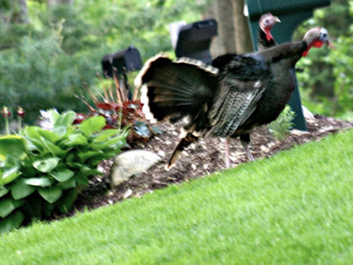garden tips turkeys mulch beds keeping out, gardening, pest control, pets animals
