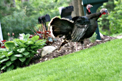 turkeys in mulch beds