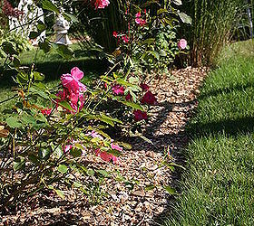 gardening tips roses planting best time, flowers, gardening, A row of rose bushes
