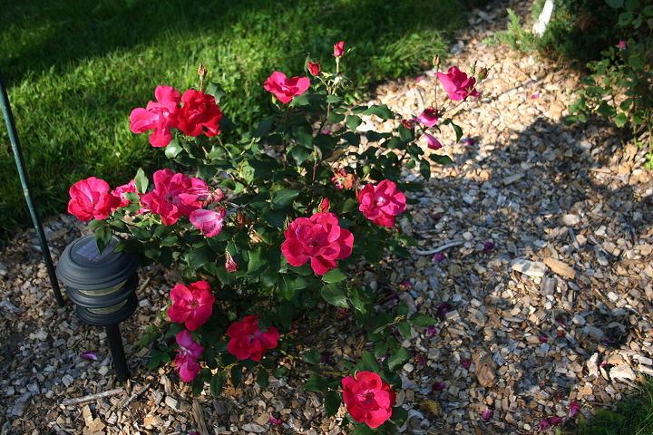 gardening tips roses planting best time, flowers, gardening, Knockout rose