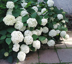 hydrangeas pruning tips tutorial, gardening, how to, hydrangea