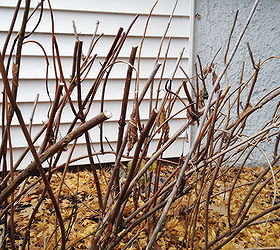 hydrangeas pruning tips tutorial, gardening, how to, hydrangea