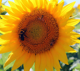 gardening sunflowers kansas, flowers, gardening