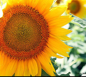 gardening sunflowers kansas, flowers, gardening