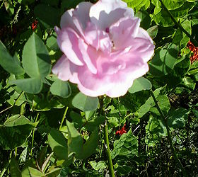 q gardening tips rose plants flower bloom more, flowers, gardening