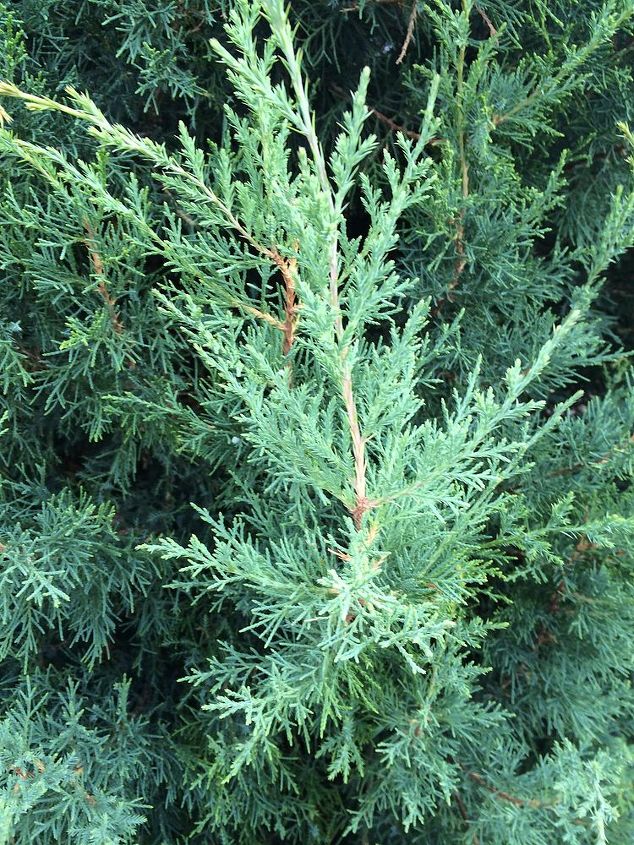 weed or tree, Close up
