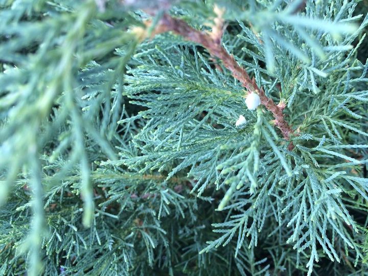 weed or tree, Close up with buds on it The weed tree stays green even in our artic midwest temps