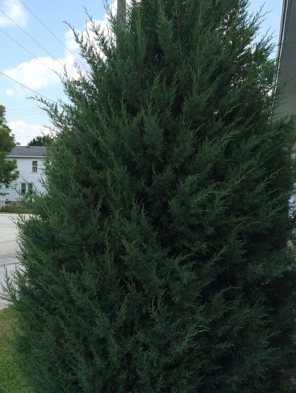 weed or tree, About 9 foot tall and was just about 1 foot last year