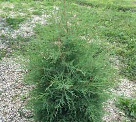 weed or tree, This is a new one They grow in the gravel on the street side of the house This one will probably be 9 foot by next year