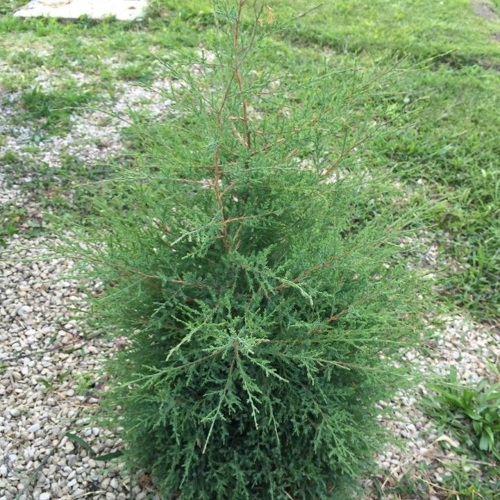 weed or tree, This is a new one They grow in the gravel on the street side of the house This one will probably be 9 foot by next year