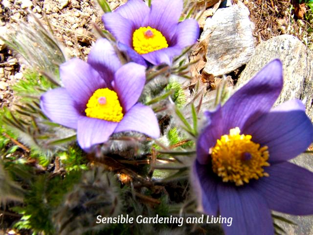 gardening flowers purple asters hellebore primula, flowers, gardening