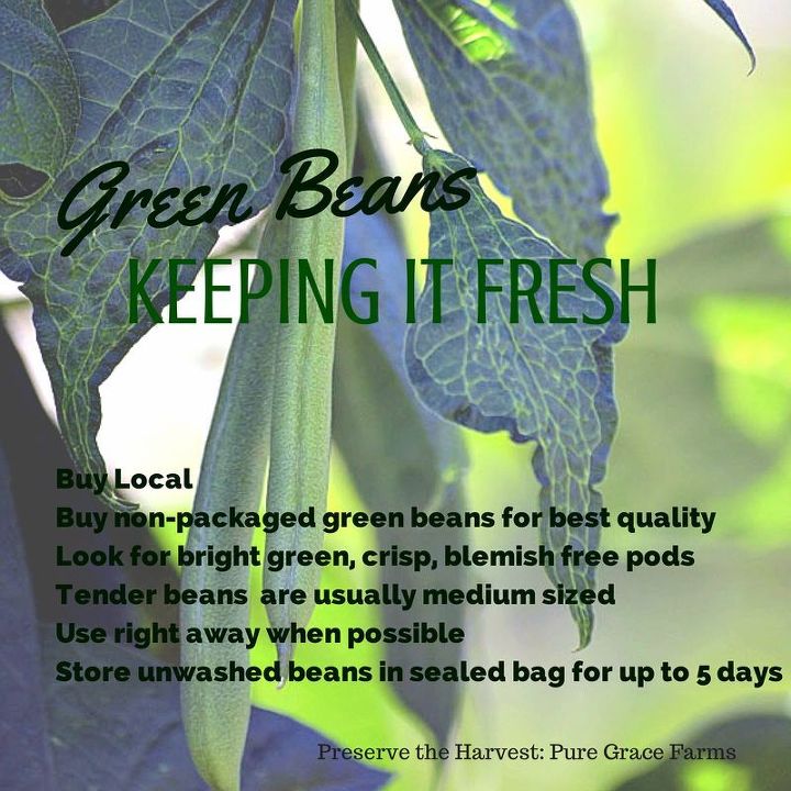 gardening harvest green beans preserving fresh, gardening, homesteading