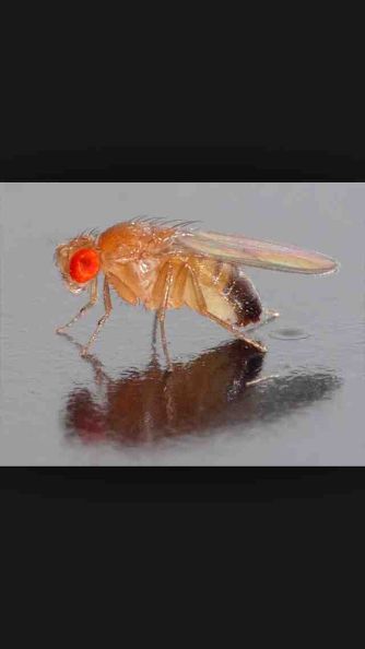 fruit fly colony in worm farm, gardening, pest control