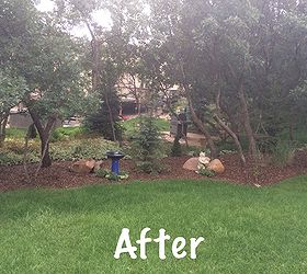 backyard clean up, landscape, Completed