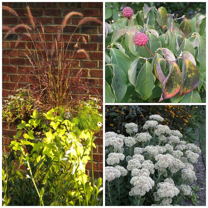 reflexes sobre o jardim de fim de vero 2014, Recipiente anual com capim roxo Bagas e folhas de corniso de Kousa sedum 39 Autumn Joy 39