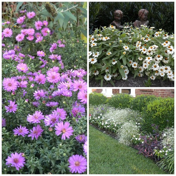 gardening late summer flowers west virginia, flowers, gardening, Asters zinnias and front annual bed of diamond frost vinca and wandering jew