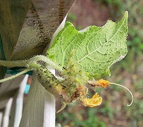 gardening tips bugs eating plants, gardening, pest control, Oh my we really need help