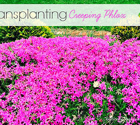 gardening tips transplanting creeping phlox, flowers, gardening