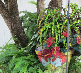 gardening tips croton red indian identifying, gardening, The new leaves are bright green and yellow