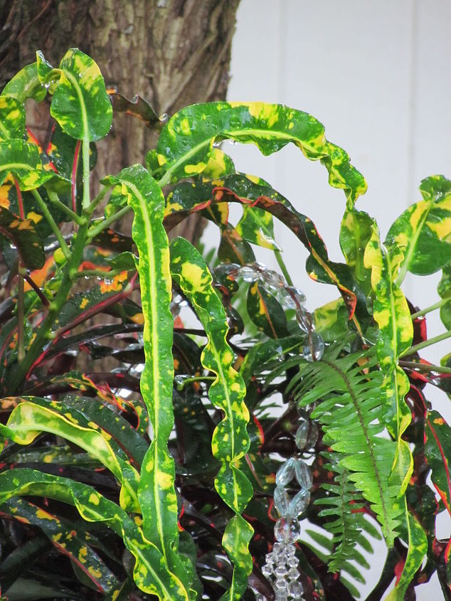 gardening tips croton red indian identifying, gardening, The older leaves turn dark green and orange