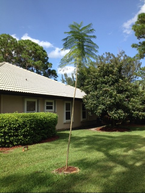 whats wrong with my jacaranda tree