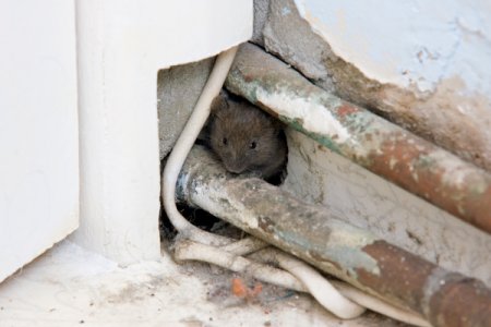 4 tips to keep pesky animals out of your attic, home maintenance repairs, pest control, pets animals