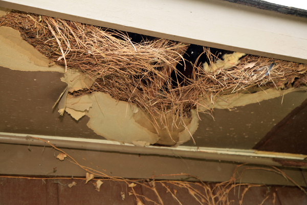 4 tips to keep pesky animals out of your attic, home maintenance repairs, pest control, pets animals