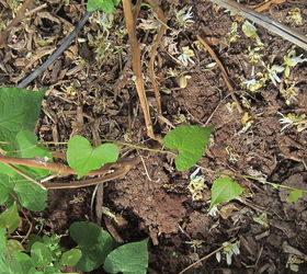 Plant or weed? | Hometalk