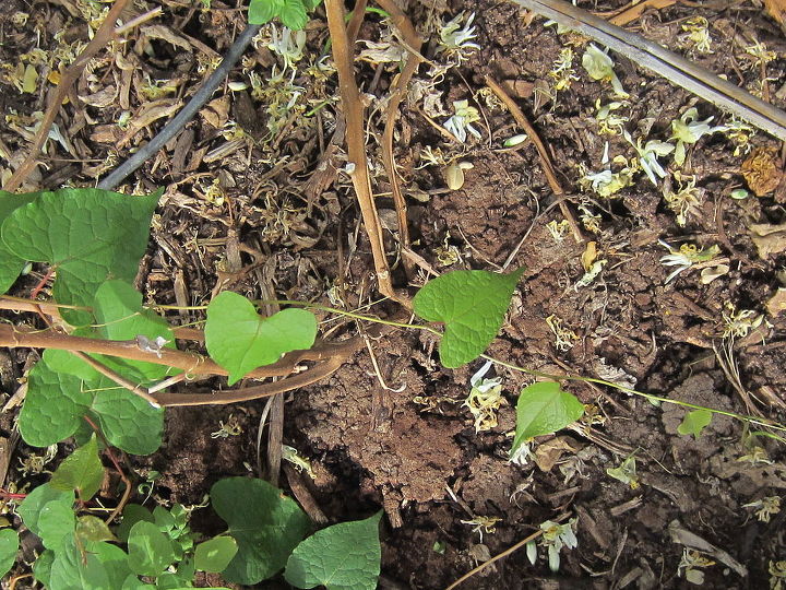 this vine is growing in my yard what kind of plant is this