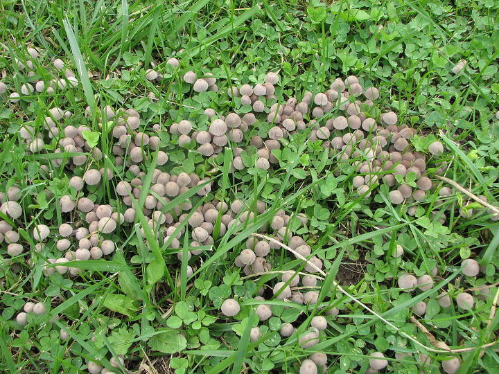 ayuda por favor estos hongos parecen estar tomando parte de mi patio