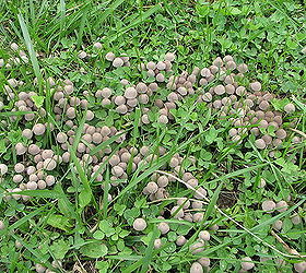 help please these mushrooms seem to be taking over part of my yard