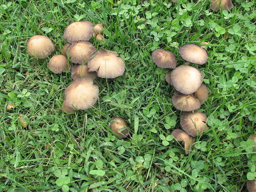 help please these mushrooms seem to be taking over part of my yard gardening