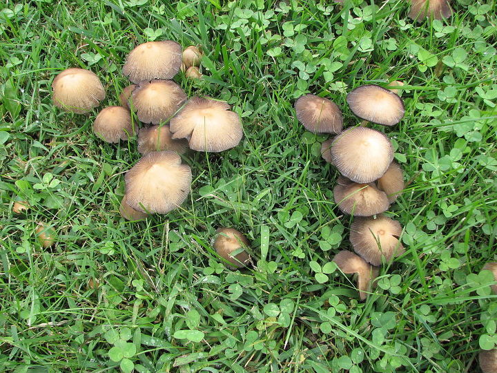 ajuda por favor esses cogumelos parecem estar tomando conta do meu quintal