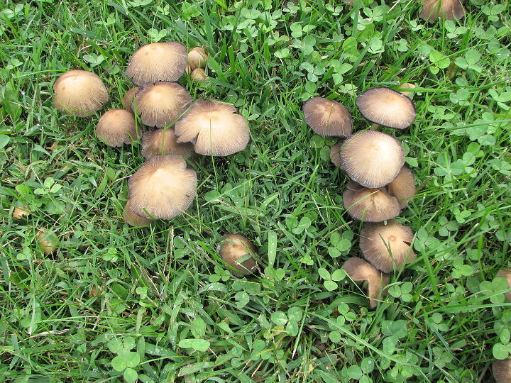 help please these mushrooms seem to be taking over part of my yard