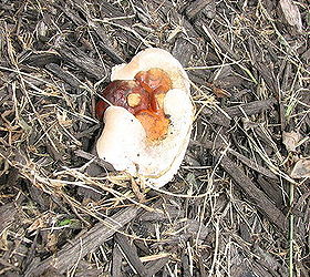 help please these mushrooms seem to be taking over part of my yard