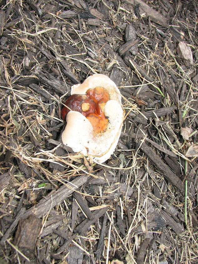 help please these mushrooms seem to be taking over part of my yard