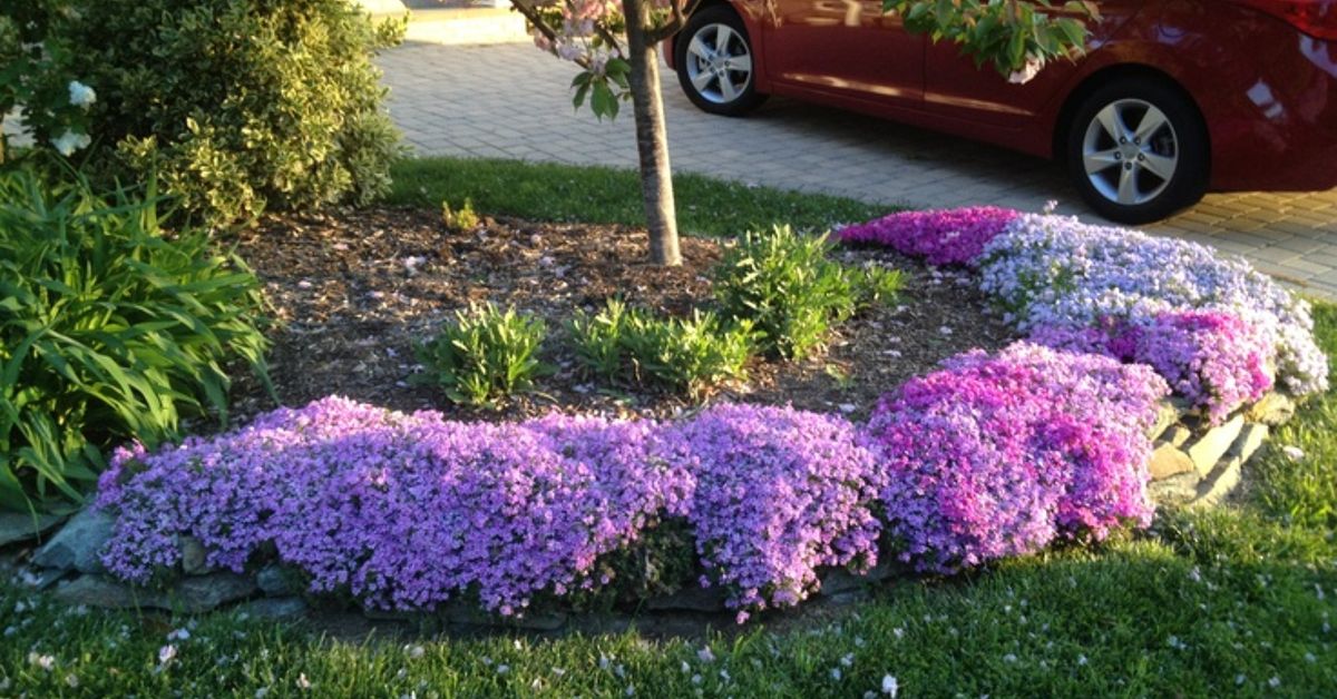 When To Transplant Creeping Phlox - when can you transplant creeping phlox