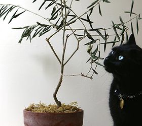 Can This Olive Tree Be Saved?