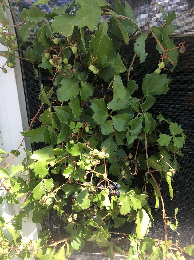 anybody know for certain what kind of vine this is, gardening