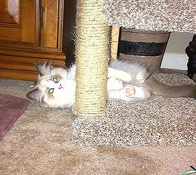 DIY -  Kitty Scratching Post and Bed
