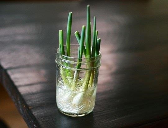 how to regrow vegetables, gardening, how to