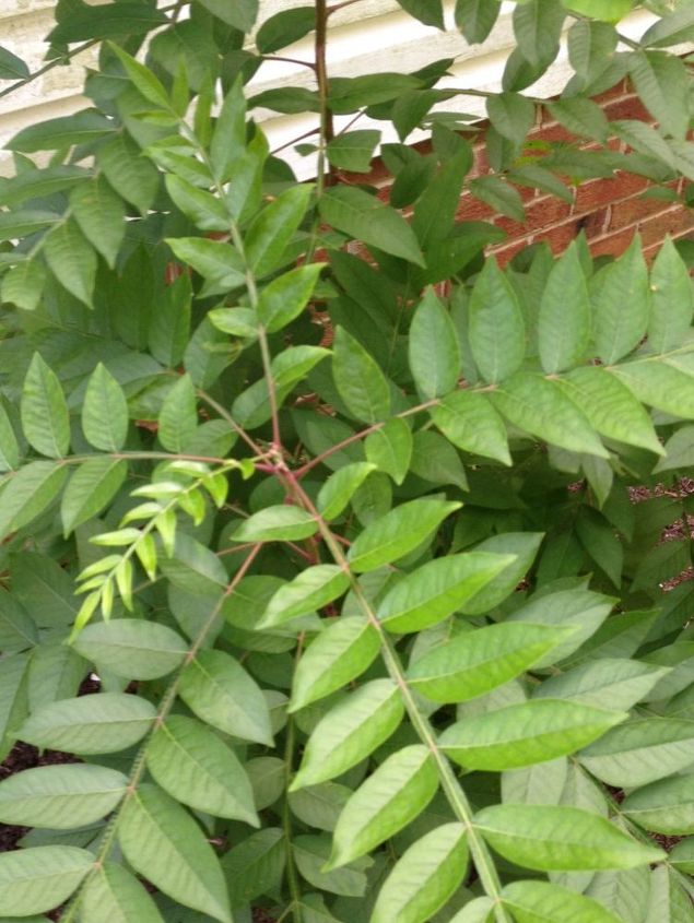 is this a weed or small tree, gardening
