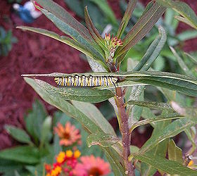 caterpillars monarch butterfly garden identifying, gardening, pets animals