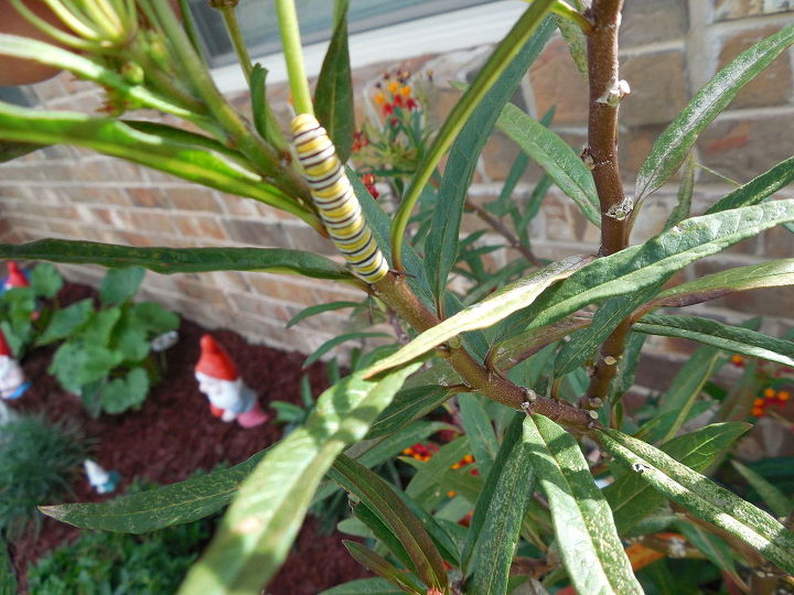 caterpillars monarch butterfly garden identifying, gardening, pets animals