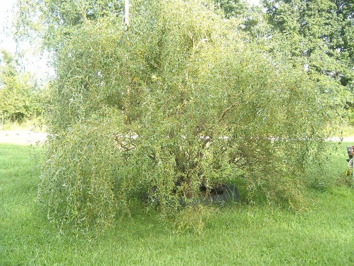 gardening tips plants help, gardening, my willow tree I grew from a cutting