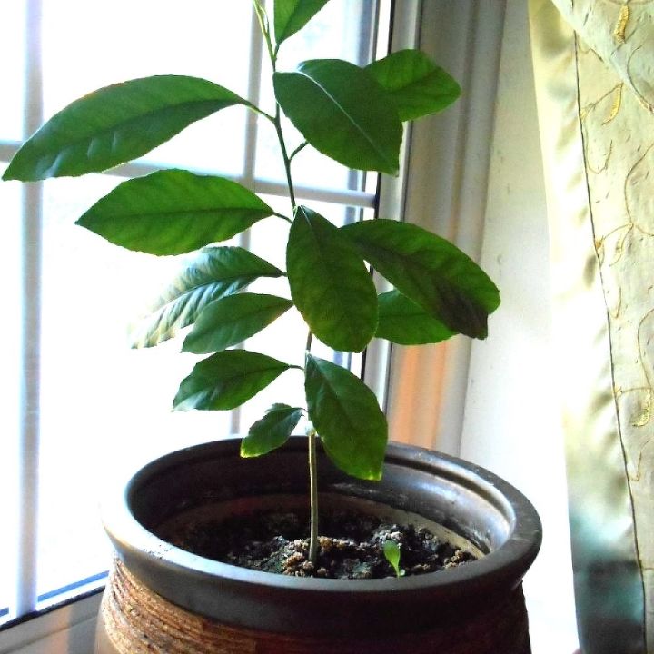 growing lemon tree from seeds, gardening
