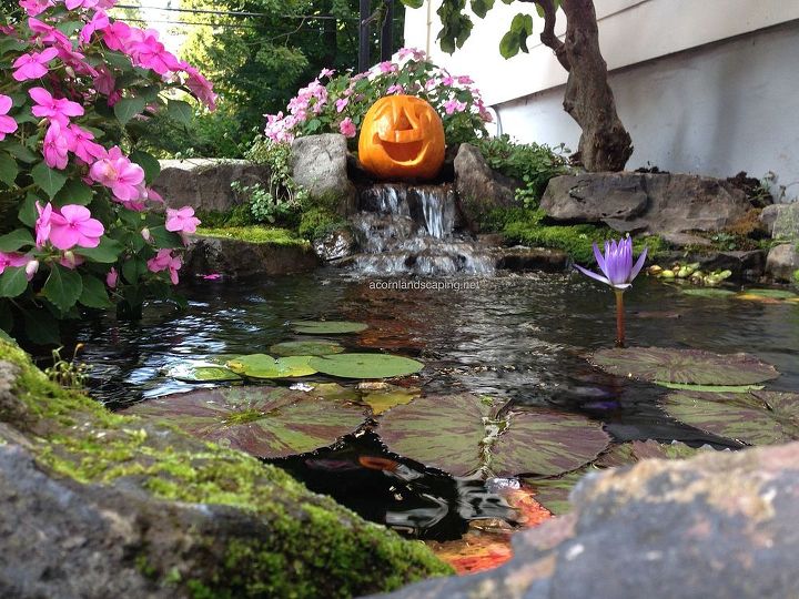 ideas de jardinera para halloween en el rea de rochester nueva york ny, Instalaci n de Jardines Acu ticos en Rochester NY